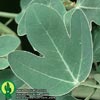 Adenia spinosa - Bodeča adenija