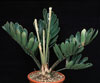 Zamia furfuracea-Oprhana zamija