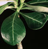 Adenium obesum - Puščavska roža
