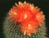 Brasilicactus haselbergii-Srebrna krogla