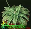 Pinguicula primuliflora- 