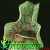 Sarracenia- 