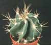 Astrophytum ornatum v. nudum- 