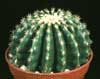 Echinocactus grusonii v. inermis-Zlata krogla