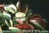 Dionaea muscipula - Muholovka