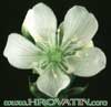 Dionaea muscipula - Muholovka