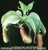 Nepenthes hybrid-hibridna vrčnica