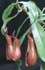Nepenthes alata-Malajska vrčnica