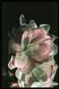 Pinguicula 'weser'- 