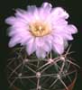 Gymnocalycium chiquitanum v. nigrispinum-Črnobodičasti gimnokalicijum