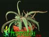 Drosera adelae- 