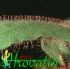 Drosera adelae -  