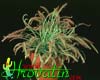 Drosera capensis-Kapska rosika
