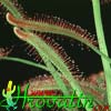 Drosera capensis - Kapska rosika