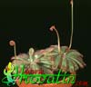 Drosera aliciae- 