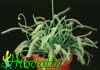 Drosera capensis alba-Bela kapska rosika