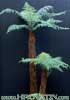 Dicksonia squarrosa-Ponga