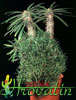 Pachypodium lamerei f. monstrosus- 