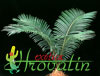 Cycas revoluta-Cikas palma
