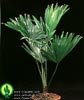 Livistona rotundifolia-Pahljačasta palma