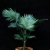Washingtonia filifera-Nitasta vašingtonija