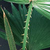 Washingtonia filifera - Nitasta vašingtonija