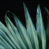 Washingtonia filifera - Nitasta vašingtonija