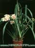 Cymbidium hybrid-Cimbidijum križanci