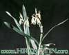 Encyclia cochleata-Polžasta enciklija