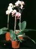 Phalaenopsis sp.-Falenopsis vrste