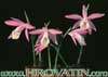 Pleione bulbocodioides-Bulbasta pleiona