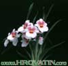 Miltonia roezlii- 