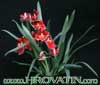 Miltonia species-Miltonija vrste