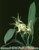 Brassia verrucosa-Brasija verukoza