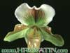 Paphiopedilum species-Pafiopedilum vrste