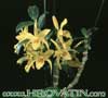 Dendrobium species.-Dendrobijum vrste 