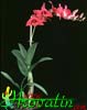 Dendrobium bigibbum- 