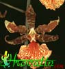 Oncidium pubes -  