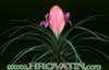 Tillandsia cyanea-Velecvetna tilancija