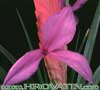 Tillandsia cyanea - Velecvetna tilancija