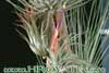 Tillandsia matudae-Tilancija matude