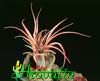 Tillandsia brachycaulus-rdečkasta tilancija