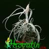 Tillandsia streptophylla- 