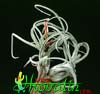 Tillandsia caput medusae-Meduzasta tilancija