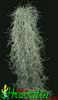 Tillandsia usneoides-Starčeva brada