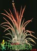Tillandsia ionantha 'Fuego'-Ognjenordeča tilancija