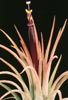 Tillandsia ionantha 'Fuego' - Ognjenordeča tilancija