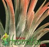 Tillandsia ionantha 'Fuego' - Ognjenordeča tilancija