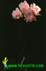 Phalaenopsis hybrid-Falenopsis hibrid
