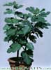 Ficus carica-Figovec, smokvovec